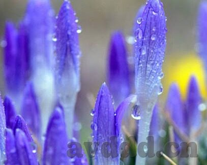 91av视频麻豆-享受视觉盛宴，91AV视频麻豆的多样性与魅力