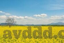 麻豆 av.com-麻豆av.com，互联网时代的一场视觉盛宴